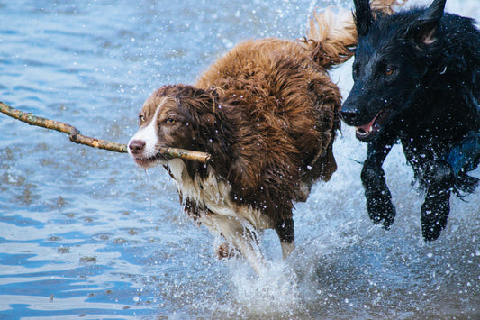 Launching PetCount