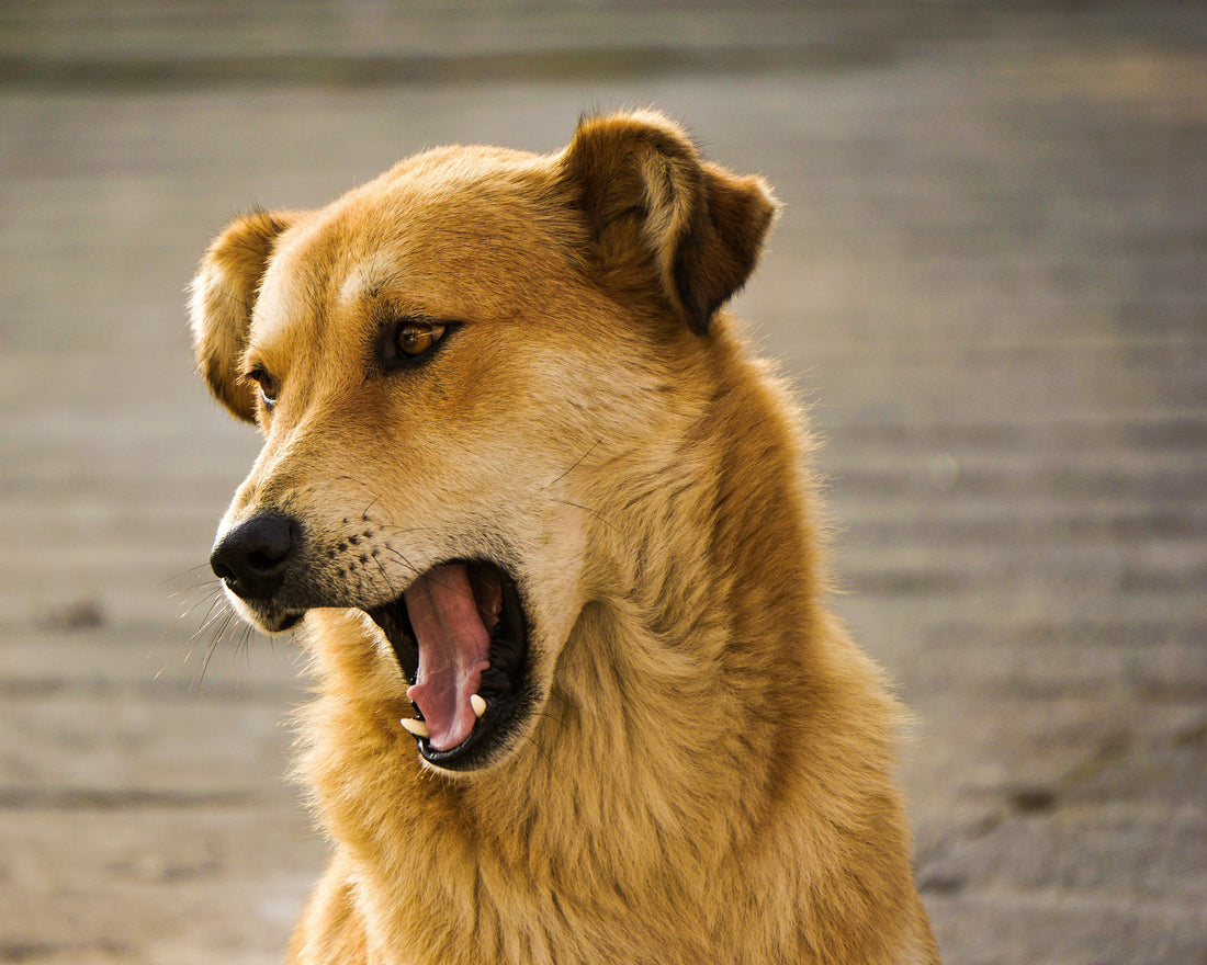 Sperm Quality in Dogs