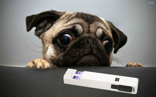 Artificial Insemination in dogs